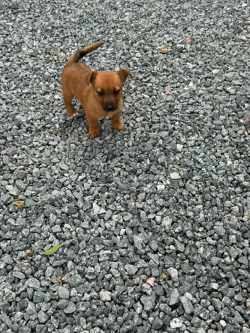 Jack Russell puppies