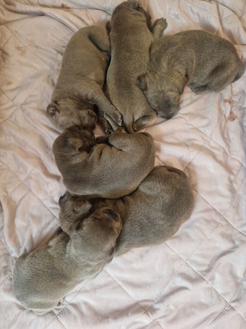 Blue brindle staffy puppies stunning