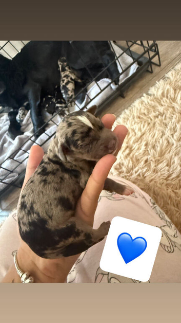 Cockerbully Pups