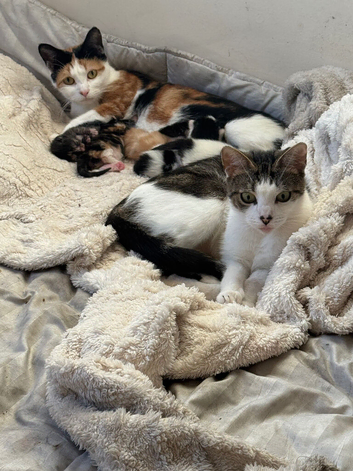 4 Kittens For Sale