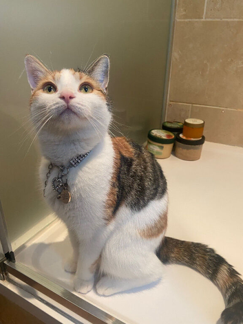 Ginger cat