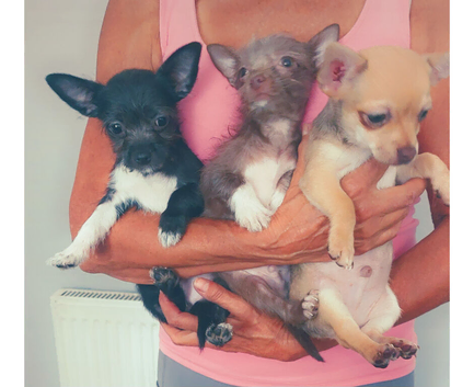 Beautiful chihuahua puppies