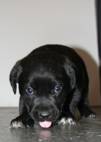 Cane collie pups
