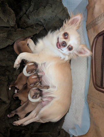 CHIHUAHUA 2 BOYS