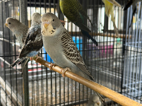 Black face split black wing