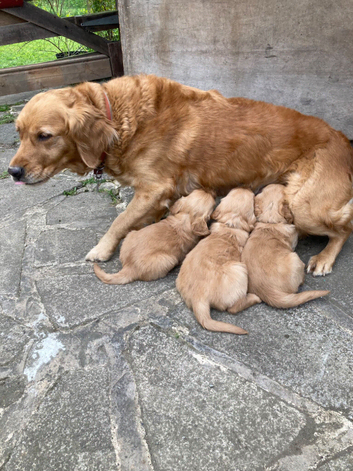 Male working stock dark coloured Golden Retriever