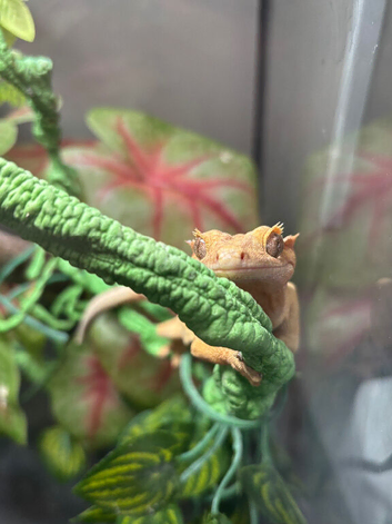 Crested gecko