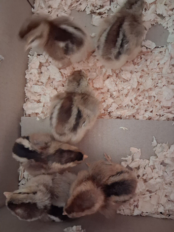 6 Cream legbar female day old chicks.