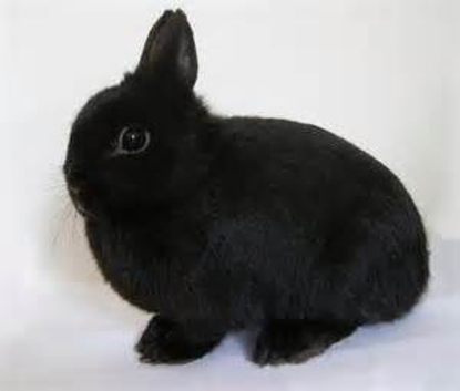Netherland Dwarf Doe