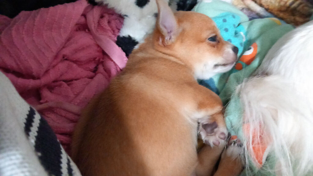 Chihuahua puppy