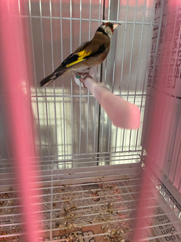 Goldfinch cock bird