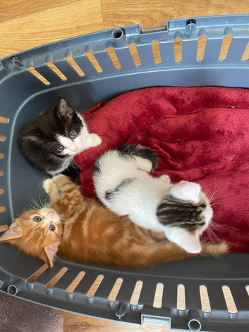 Beautiful kittens