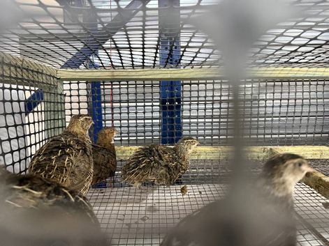 Laying Eggs Hen Quails and Hatching eggs
