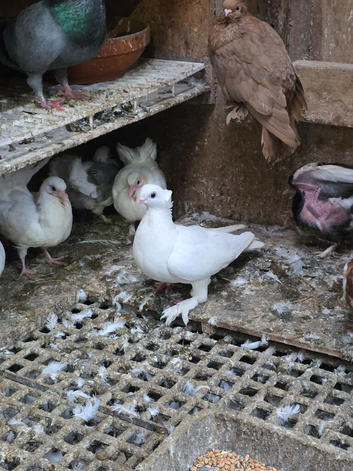 Pigeons