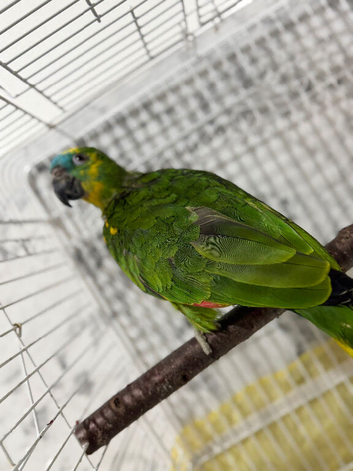 Amazon blue fronted  parrot
