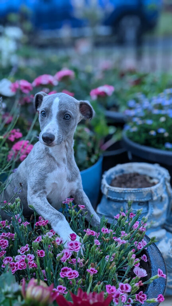 Exceptional Little Girl