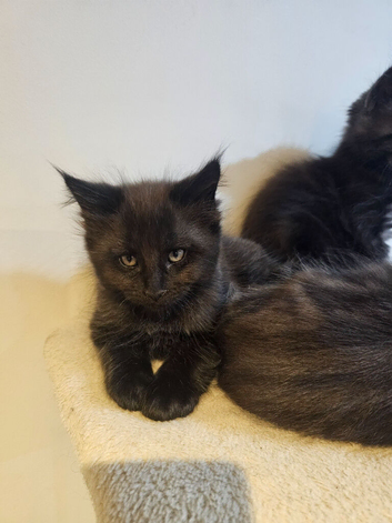 1 male maine coon