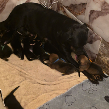 Rottweiler puppies