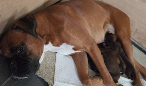 Beautiful Boxer Puppies - Boys & Girls, Long Tails & Natural Bobtails