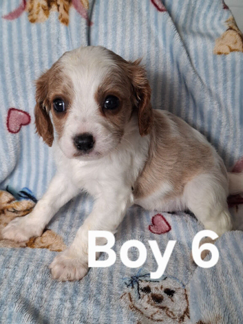 Cavapoo F1B