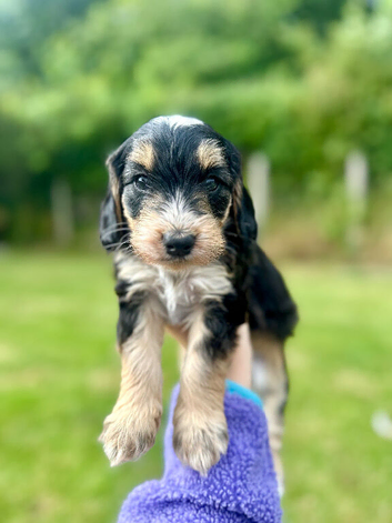 Beautiful F2 Cockapoo Girl &ndash; Ready 25th July
