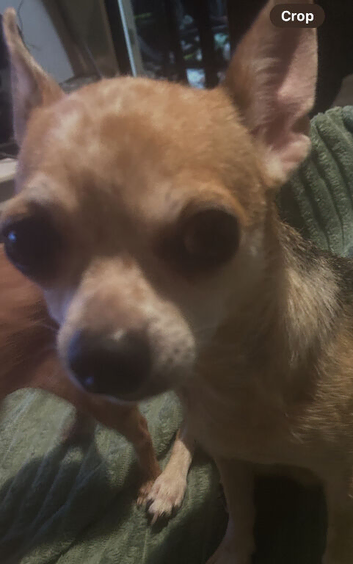5 chihuahua pups 4 girls 1 boy