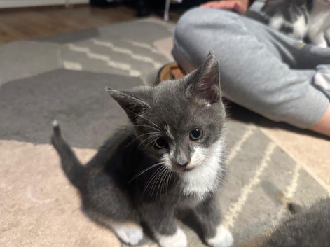 Grey and white kitten