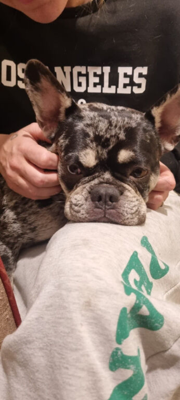 A female frenchie