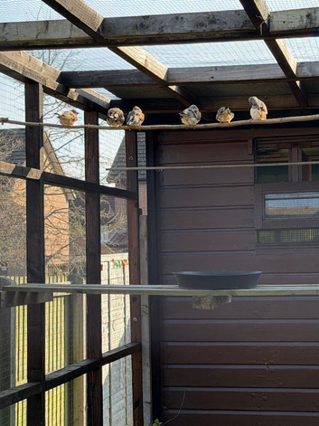 Zebra finches