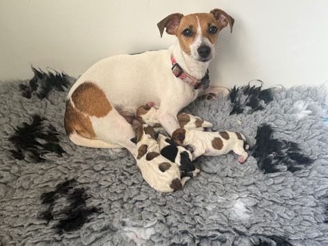 Gorgeous Jack Russell Puppies