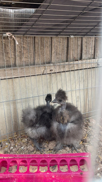NAKED NECK SILKIES &ndash; SHOW GIRLS