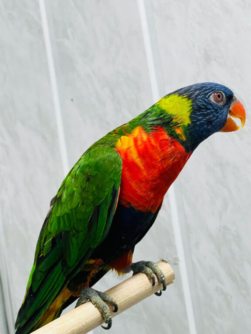 Rainbow Lorikeet