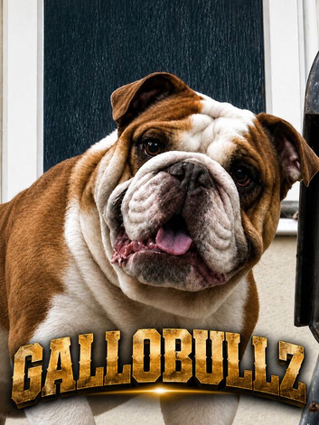 Traditional English bulldog Stud service only