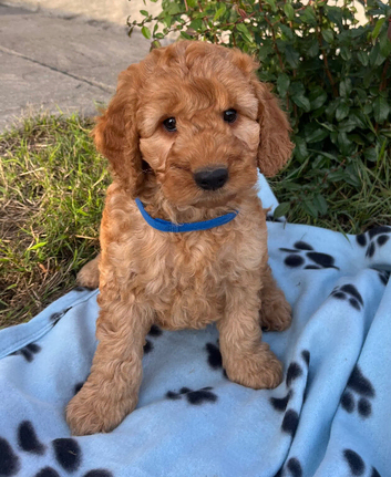 Cockapoo puppy