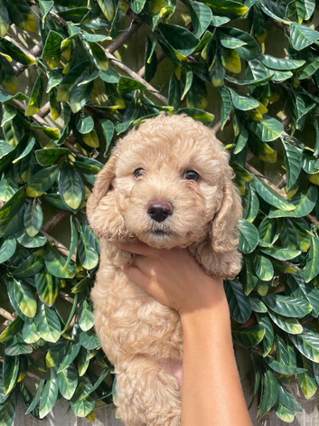 Beautiful Cavapoochon puppies