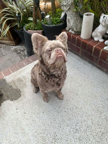 Fluffy Isobel&rsquo;s frenchie stud