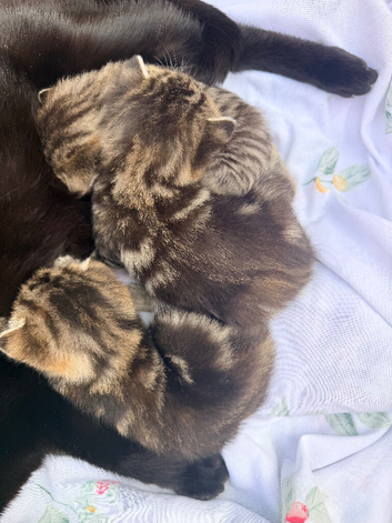 Tabby/bengal mix