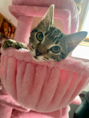 Beautiful little tabby kitten
