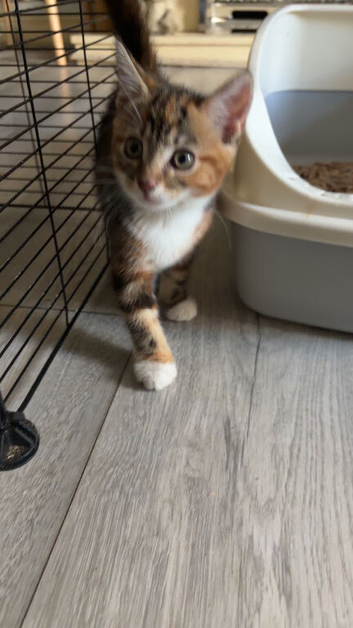 I&rsquo;ve got 2 kittens looking for new homes