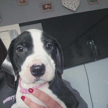 American bully cross dalmation (Girl)