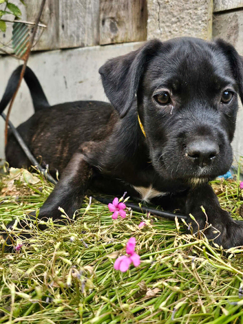 Alsatian cross cane corso puppys