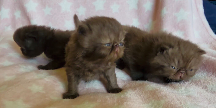 Chocolate & Black Exotic Shorthair Kittens Available