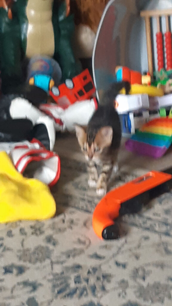 Butiful bengal x British short hair kitterns