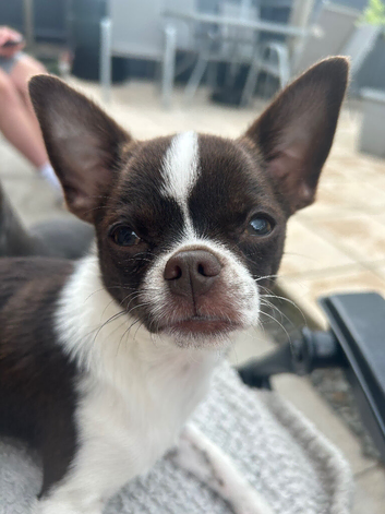 6month old chihuahua boy for sale