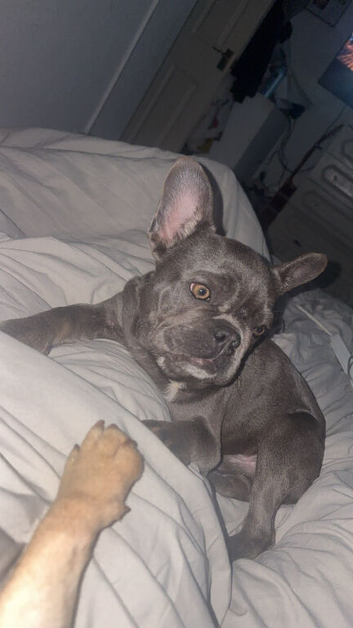 male french bulldog