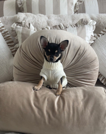 Black and Tan Chihuahua puppy bitch