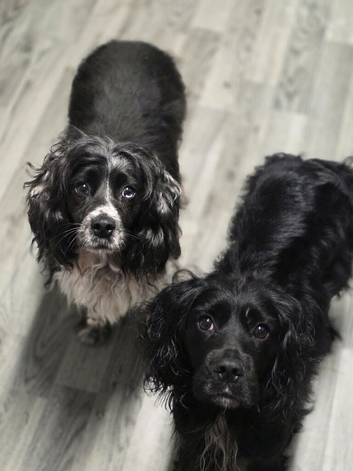 2 stunning cocker spaniel females