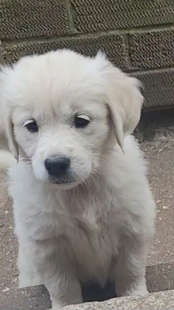 ***Last girl***Snowy white retriever puppies