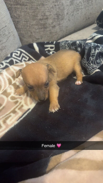 7 beautiful  jack Russell puppies