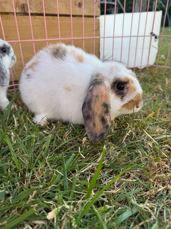 3 lovely lop boys